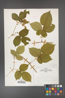 Rubus fabrimontanus [KOR 50409]