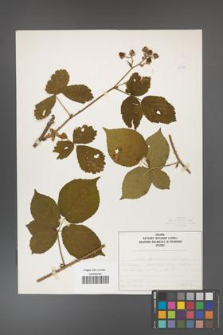 Rubus fabrimontanus [KOR 50398]