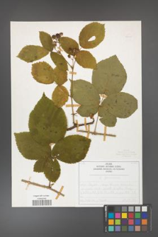 Rubus fabrimontanus [KOR 50400]