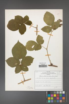 Rubus fabrimontanus [KOR 50879]