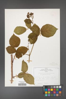 Rubus fabrimontanus [KOR 50439]