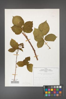 Rubus fabrimontanus [KOR 50438]