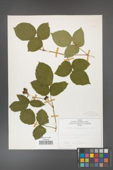 Rubus fabrimontanus [KOR 50432]