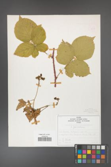 Rubus fabrimontanus [KOR 50431]