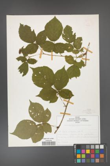 Rubus fabrimontanus [KOR 50430]