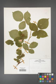 Rubus fabrimontanus [KOR 50427]