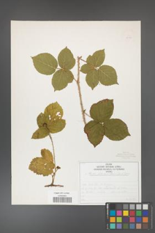 Rubus fabrimontanus [KOR 50421]