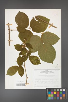 Rubus fabrimontanus [KOR 50407]
