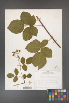 Rubus fabrimontanus [KOR 50406]