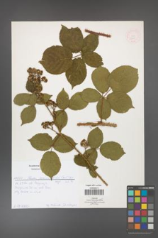 Rubus fabrimontanus [KOR 52013]
