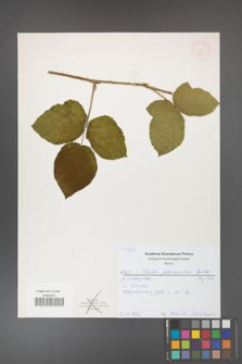 Rubus fabrimontanus [KOR 52185]