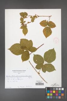 Rubus fabrimontanus [KOR 51902]