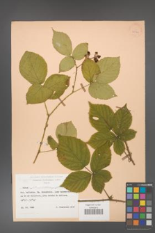 Rubus fabrimontanus [KOR 25561]