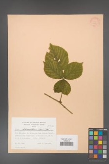 Rubus fabrimontanus [KOR 22829]