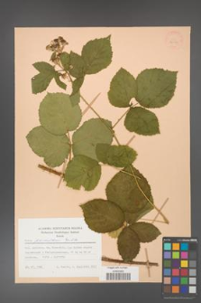 Rubus fabrimontanus [KOR 28050]