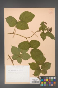 Rubus fabrimontanus [KOR 28009]