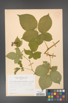 Rubus fabrimontanus [KOR 30953]