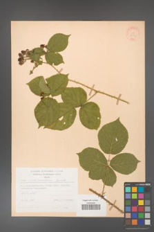 Rubus fabrimontanus [KOR 30945]