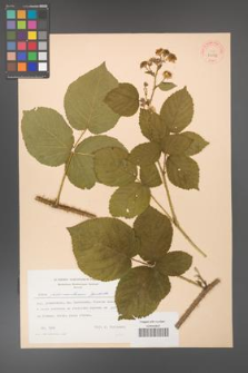 Rubus fabrimontanus [KOR 31558]