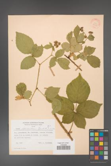 Rubus fabrimontanus [KOR 30938]