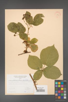 Rubus fabrimontanus [KOR 30957]