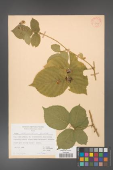 Rubus fabrimontanus [KOR 30947]