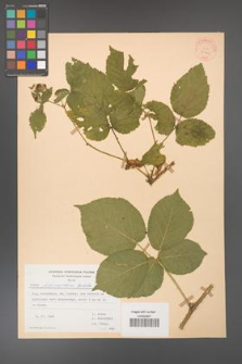 Rubus fabrimontanus [KOR 30946]