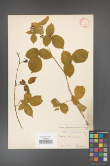 Rubus fabrimontanus [KOR 10596]