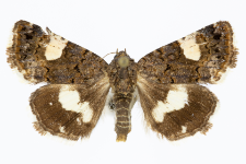 Tyta luctuosa