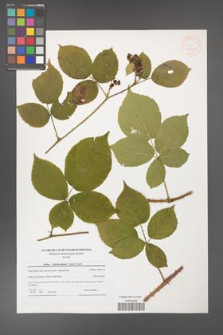 Rubus fabrimontanus [KOR 41231]
