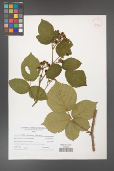 Rubus fabrimontanus [KOR 40804]
