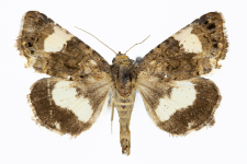 Tyta luctuosa