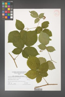 Rubus fabrimontanus [KOR 40705]