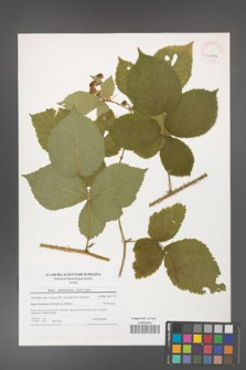Rubus fabrimontanus [KOR 40702]