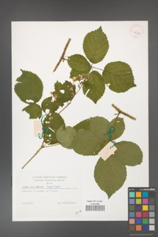 Rubus fabrimontanus [KOR 39129]