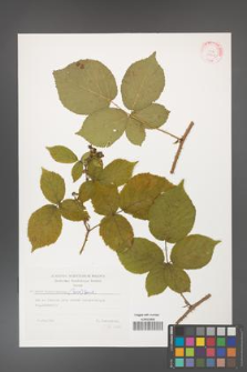 Rubus fabrimontanus [KOR 29410]