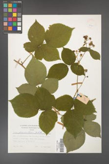Rubus fabrimontanus [KOR 24928]