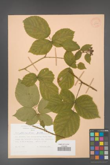 Rubus fabrimontanus [KOR 28006]