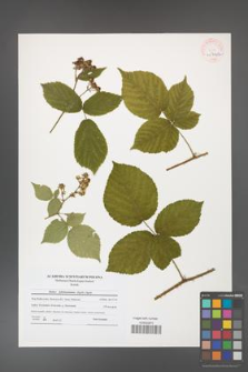 Rubus fabrimontanus [KOR 40704a]