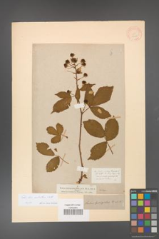 Rubus sulcatus [KOR 18459]
