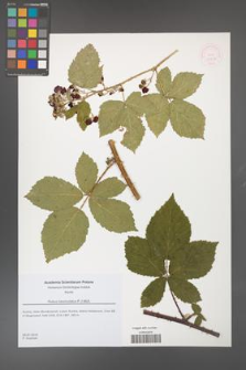 Rubus fasciculatus [KOR 51817]