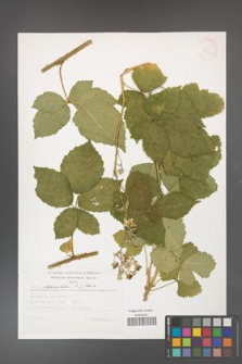Rubus fasciculatus [KOR 37966]