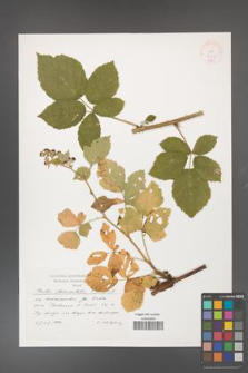 Rubus fasciculatus [KOR 37968]