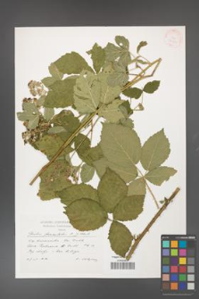 Rubus fasciculatus [KOR 37969]