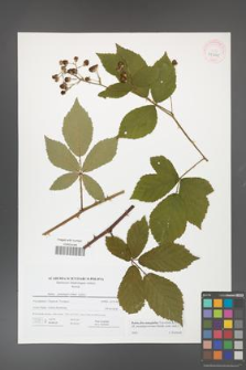 Rubus flos-amygdalae [KOR 41641]