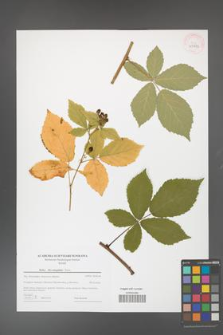 Rubus flos-amygdalae [KOR 43982]