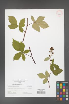 Rubus flos-amygdalae [KOR 43988]