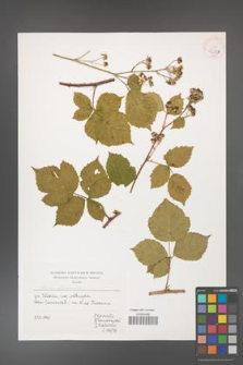 Rubus franconicus [KOR 39989]