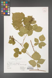 Rubus franconicus [KOR 39991]