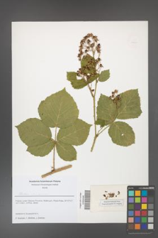 Rubus franconicus [KOR 51850]